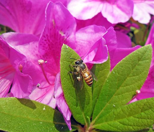 Honey_Bee_(Apis_cerana)_on_a_Rhododendron_leaf_in_Hong_Kong