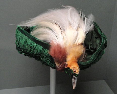 512px-Edwardian_bird_hat_-_Pacific_Grove_Museum_of_Natural_History_-_DSC06608-465x376