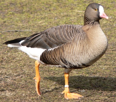 Beware of Goose