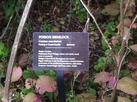 Not a great picture, sorry, but it was exciting to see actual poison hemlock at the poison plant garden at Cornell University.