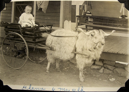 Baby_on_a_goat_cart,_ca._1916_(497556195)