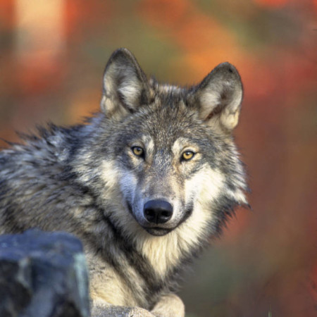 Gray Wolf Photo: Gary Kramer, USFWS, Creative Commons